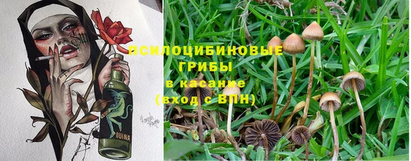 прущие крисы Белокуриха